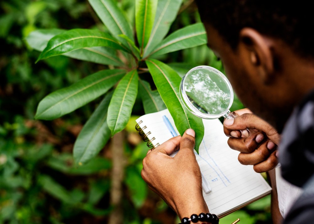 Ethnobotany